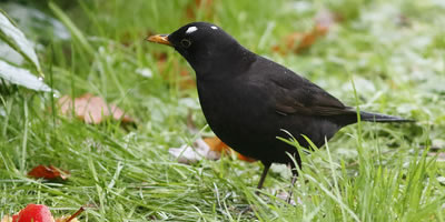 There is a blackbird in the garden.